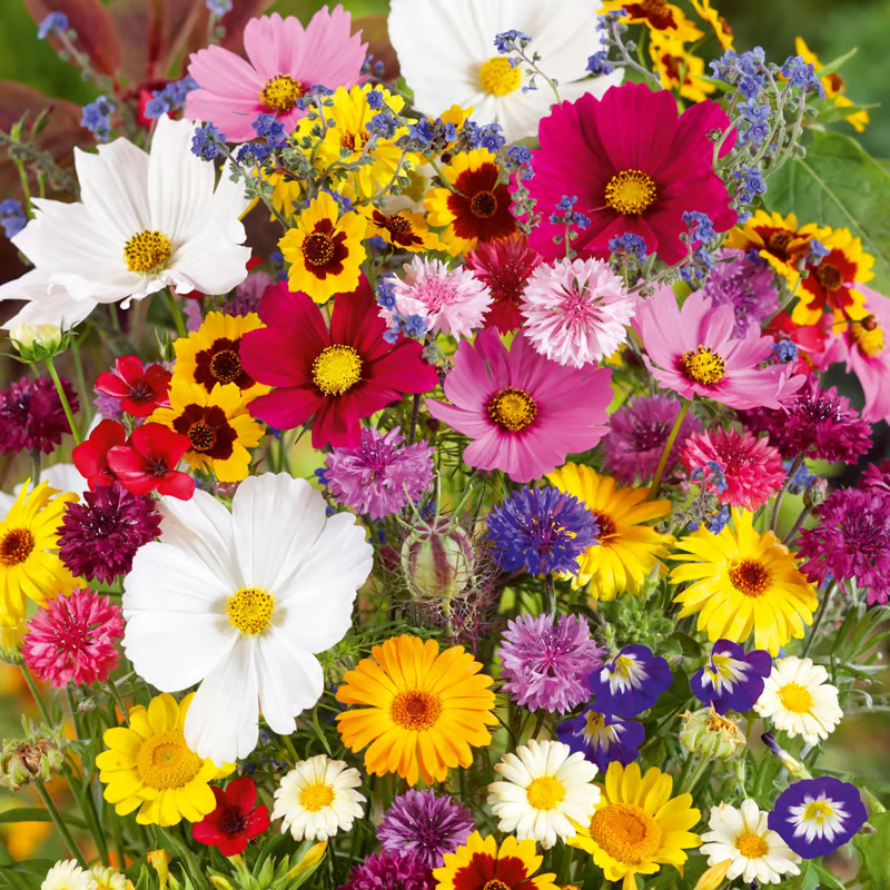 Spring Bloom Bonanza 🌺 60+ Garden Flower Seeds - Growing into Shasta Daisy, Cornflower, Sunflower, Zinnia, Lavender