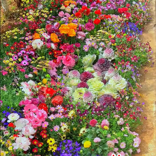 Spring Bloom Bonanza 🌺 60+ Garden Flower Seeds - Growing into Shasta Daisy, Cornflower, Sunflower, Zinnia, Lavender