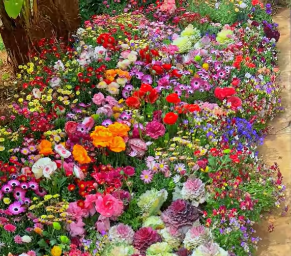 Spring Bloom Bonanza 🌺 60+ Garden Flower Seeds - Growing into Shasta Daisy, Cornflower, Sunflower, Zinnia, Lavender