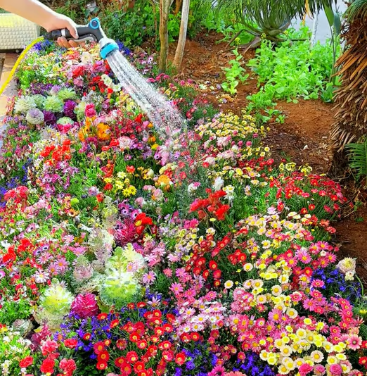 Spring Bloom Bonanza 🌺 60+ Garden Flower Seeds - Growing into Shasta Daisy, Cornflower, Sunflower, Zinnia, Lavender