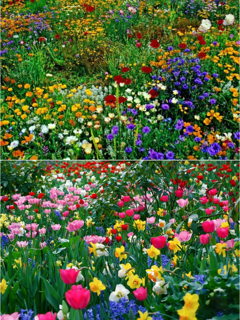 Spring Bloom Bonanza 🌺 60+ Garden Flower Seeds - Growing into Shasta Daisy, Cornflower, Sunflower, Zinnia, Lavender