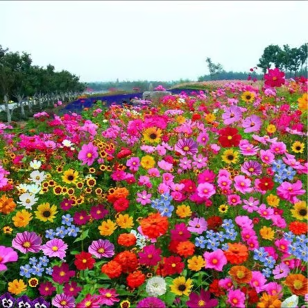 Spring Bloom Bonanza 🌺 60+ Garden Flower Seeds - Growing into Shasta Daisy, Cornflower, Sunflower, Zinnia, Lavender