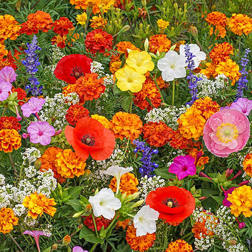 Spring Bloom Bonanza 🌺 60+ Garden Flower Seeds - Growing into Shasta Daisy, Cornflower, Sunflower, Zinnia, Lavender