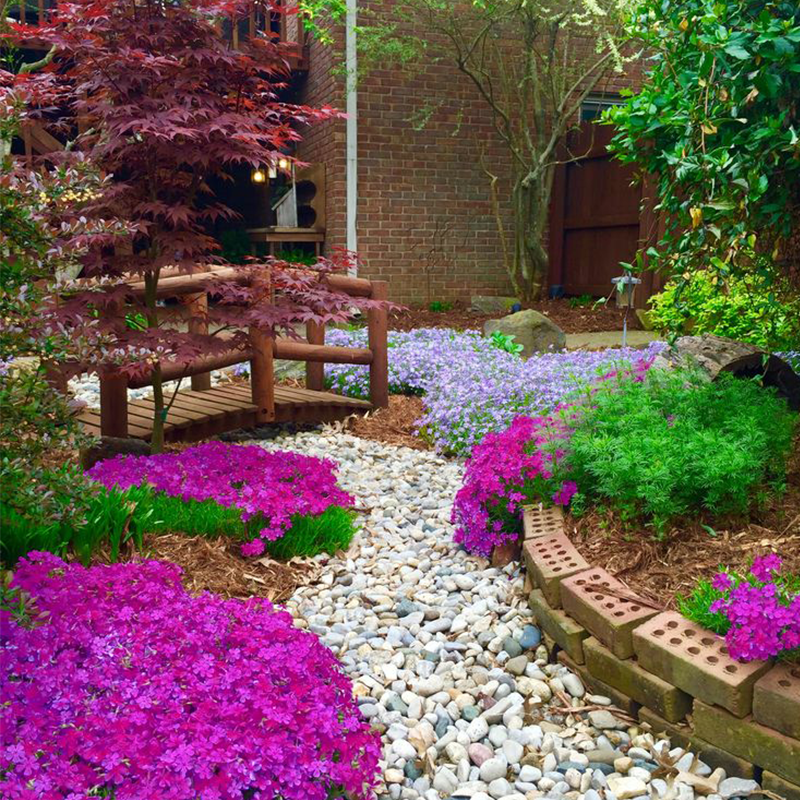 Flowering Edge & Pathway Creeping Phlox Seeds ๐ฆ๐บ Cultivated and shipped from Australia