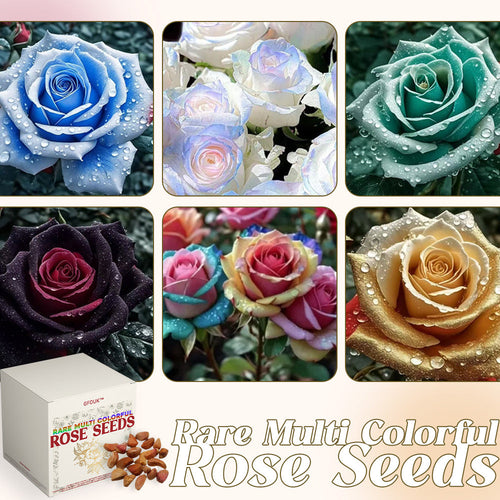 Rare Multi Color Rose Seeds πΉ Australia Farm Cultivated π¦πΊ