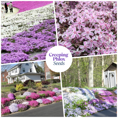 Flowering Edge & Pathway Creeping Phlox Seeds ๐ฆ๐บ Cultivated and shipped from Australia