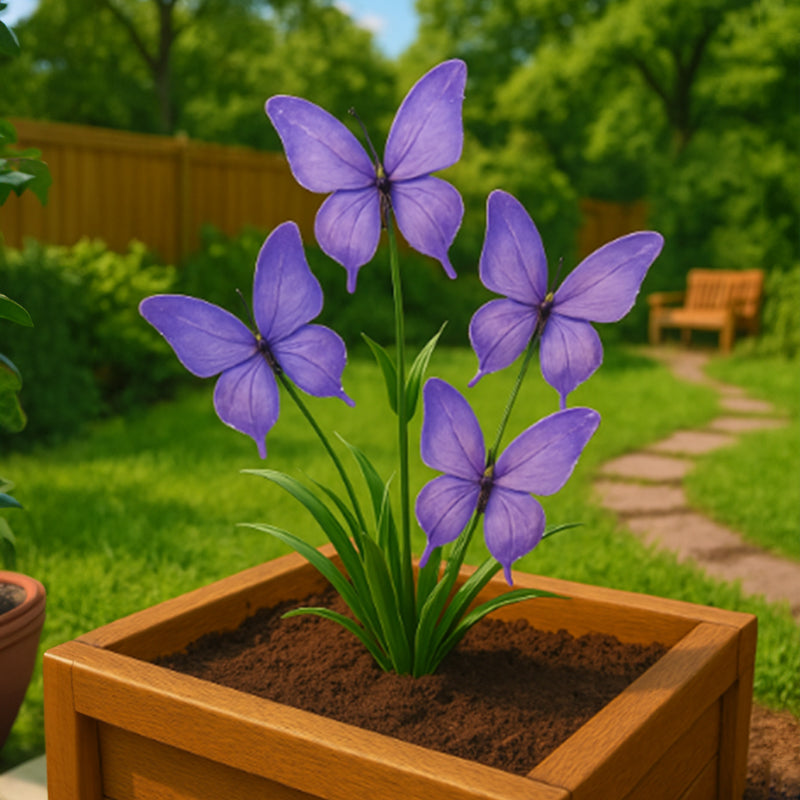 π¦ Dreamy Flower Seeds π¦πΊ Cultivated and Shipped from Australia