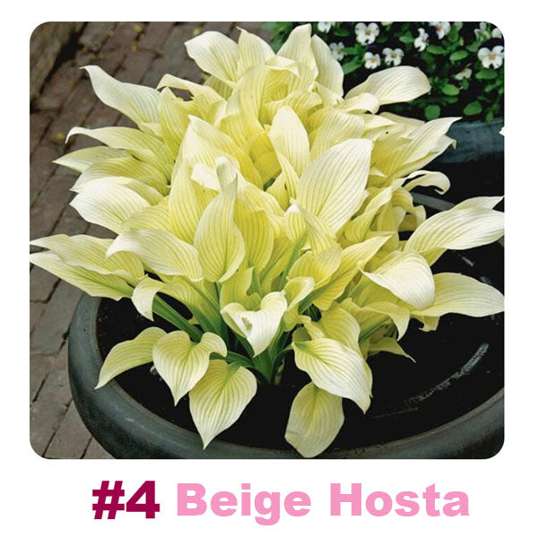 ๐ฑ 100 Mixed Hosta Jardin Perennials Lily Flower Seeds ๐ฆ๐บ Cultivated in Australia