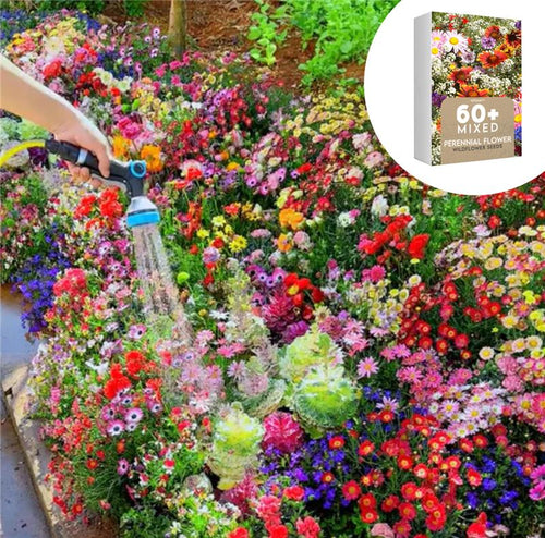 Spring Bloom Bonanza 🌺 60+ Garden Flower Seeds - Growing into Shasta Daisy, Cornflower, Sunflower, Zinnia, Lavender