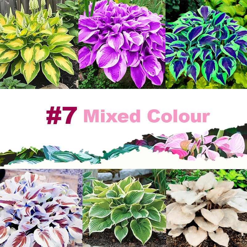 ๐ฑ 100 Mixed Hosta Jardin Perennials Lily Flower Seeds ๐ฆ๐บ Cultivated in Australia