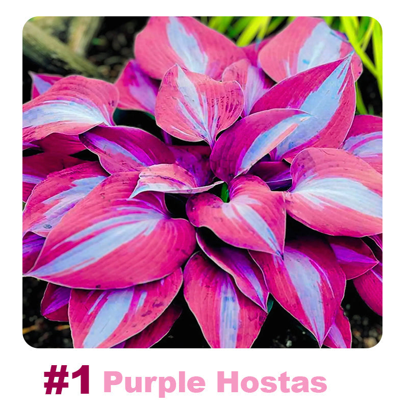 ๐ฑ 100 Mixed Hosta Jardin Perennials Lily Flower Seeds ๐ฆ๐บ Cultivated in Australia