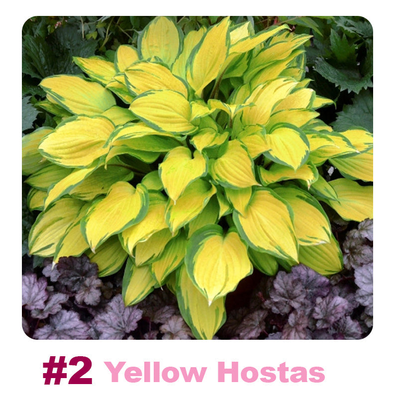 ๐ฑ 100 Mixed Hosta Jardin Perennials Lily Flower Seeds ๐ฆ๐บ Cultivated in Australia