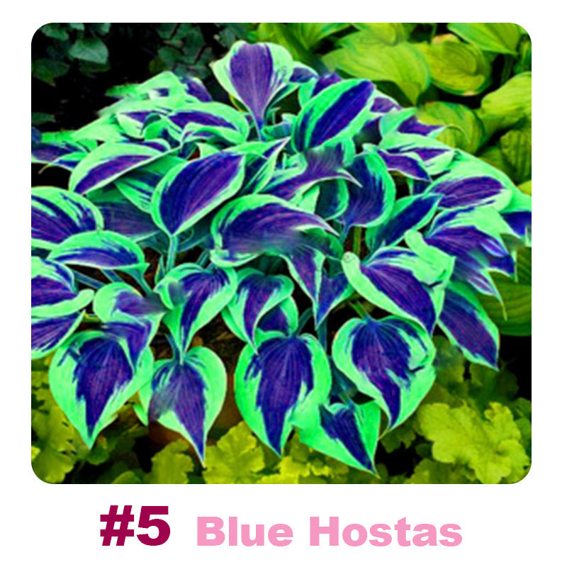 ๐ฑ 100 Mixed Hosta Jardin Perennials Lily Flower Seeds ๐ฆ๐บ Cultivated in Australia