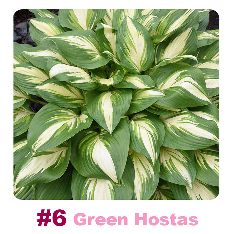 ๐ฑ 100 Mixed Hosta Jardin Perennials Lily Flower Seeds ๐ฆ๐บ Cultivated in Australia