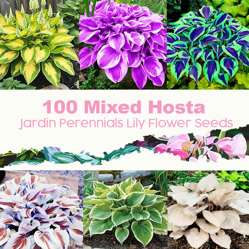 ๐ฑ 100 Mixed Hosta Jardin Perennials Lily Flower Seeds ๐ฆ๐บ Cultivated in Australia