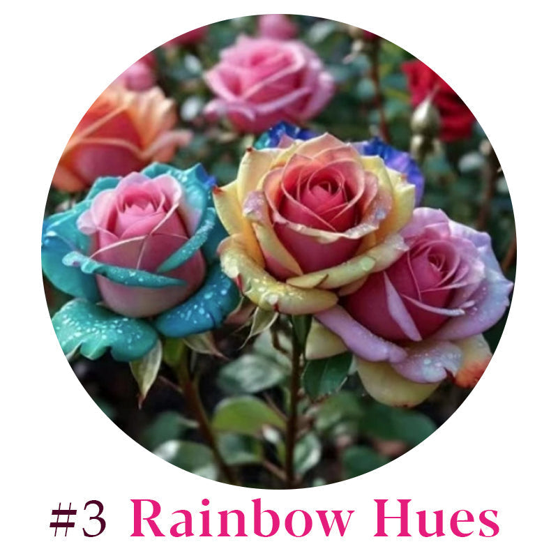 Rare Multi Color Rose Seeds πΉ Australia Farm Cultivated π¦πΊ
