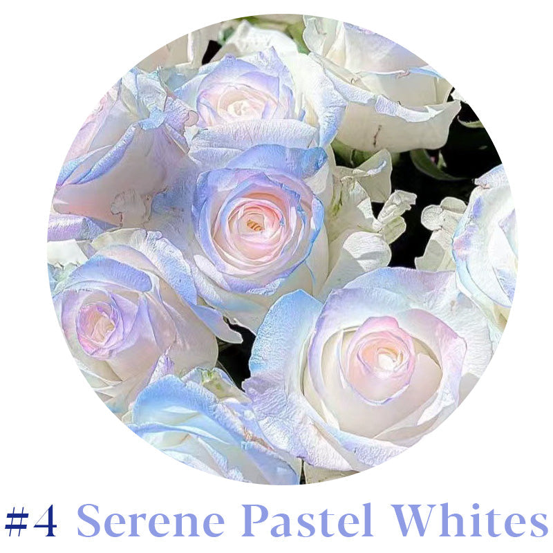 Rare Multi Color Rose Seeds πΉ Australia Farm Cultivated π¦πΊ