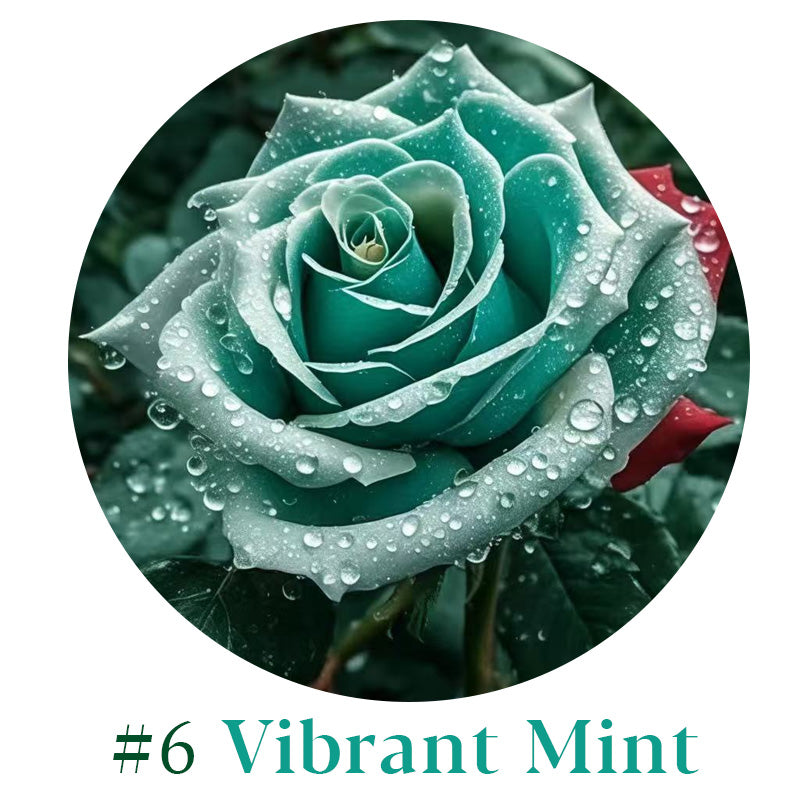 Rare Multi Color Rose Seeds πΉ Australia Farm Cultivated π¦πΊ