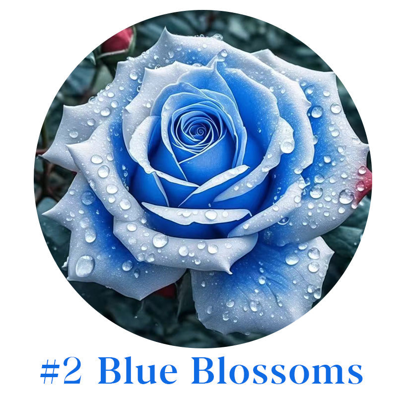 Rare Multi Color Rose Seeds πΉ Australia Farm Cultivated π¦πΊ