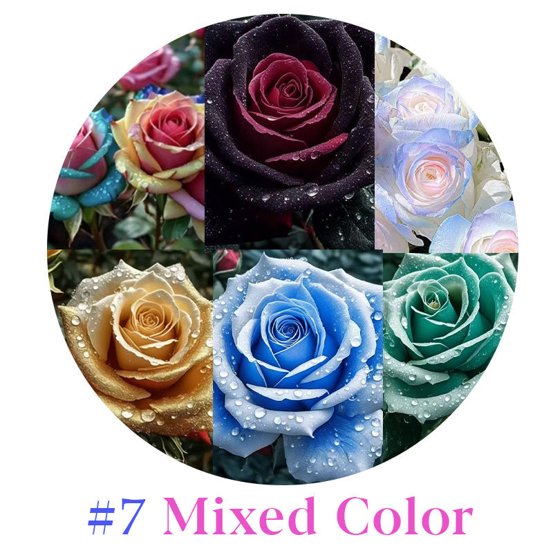 Rare Multi Color Rose Seeds πΉ Australia Farm Cultivated π¦πΊ