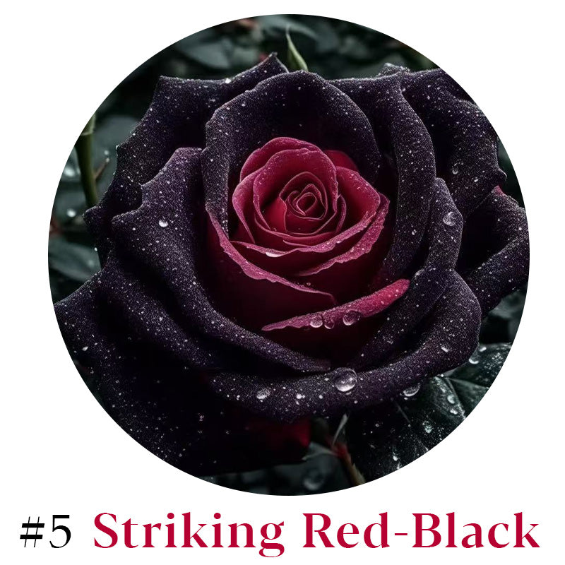 Rare Multi Color Rose Seeds πΉ Australia Farm Cultivated π¦πΊ