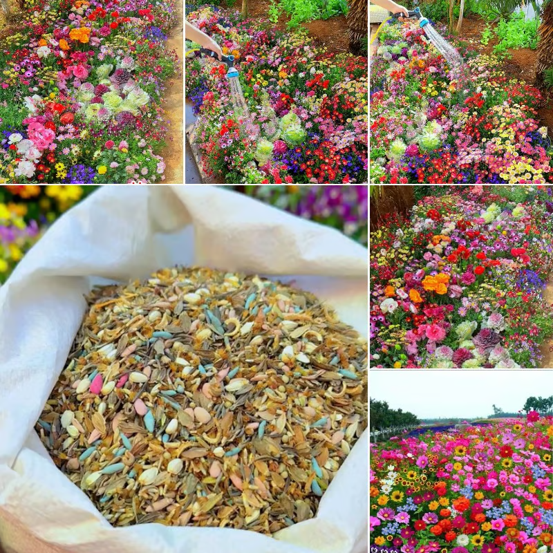 Spring Bloom Bonanza 🌺 60+ Garden Flower Seeds - Growing into Shasta Daisy, Cornflower, Sunflower, Zinnia, Lavender