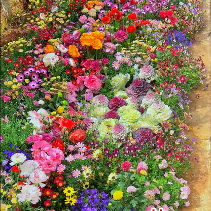 Spring Bloom Bonanza 🌺 60+ Garden Flower Seeds - Growing into Shasta Daisy, Cornflower, Sunflower, Zinnia, Lavender