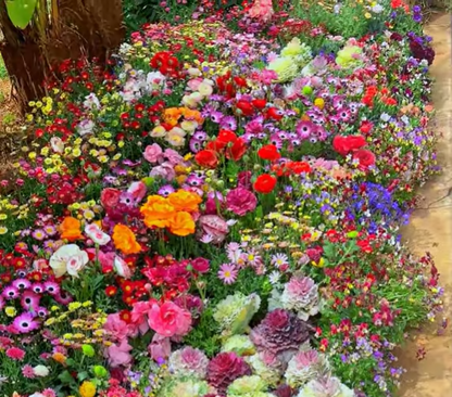 Spring Bloom Bonanza 🌺 60+ Garden Flower Seeds - Growing into Shasta Daisy, Cornflower, Sunflower, Zinnia, Lavender
