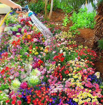 Spring Bloom Bonanza 🌺 60+ Garden Flower Seeds - Growing into Shasta Daisy, Cornflower, Sunflower, Zinnia, Lavender