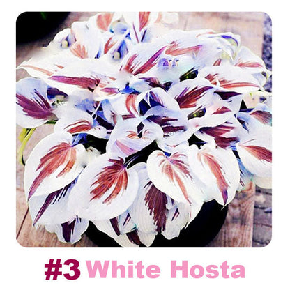 🌱 100 Mixed Hosta Jardin Perennials Lily Flower Seeds 🇦🇺 Cultivated in Australia
